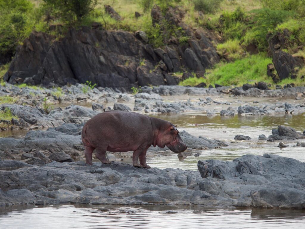 Baby Hippo