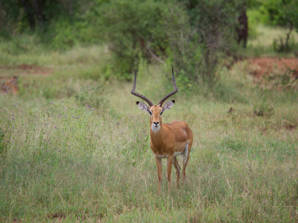 Impala