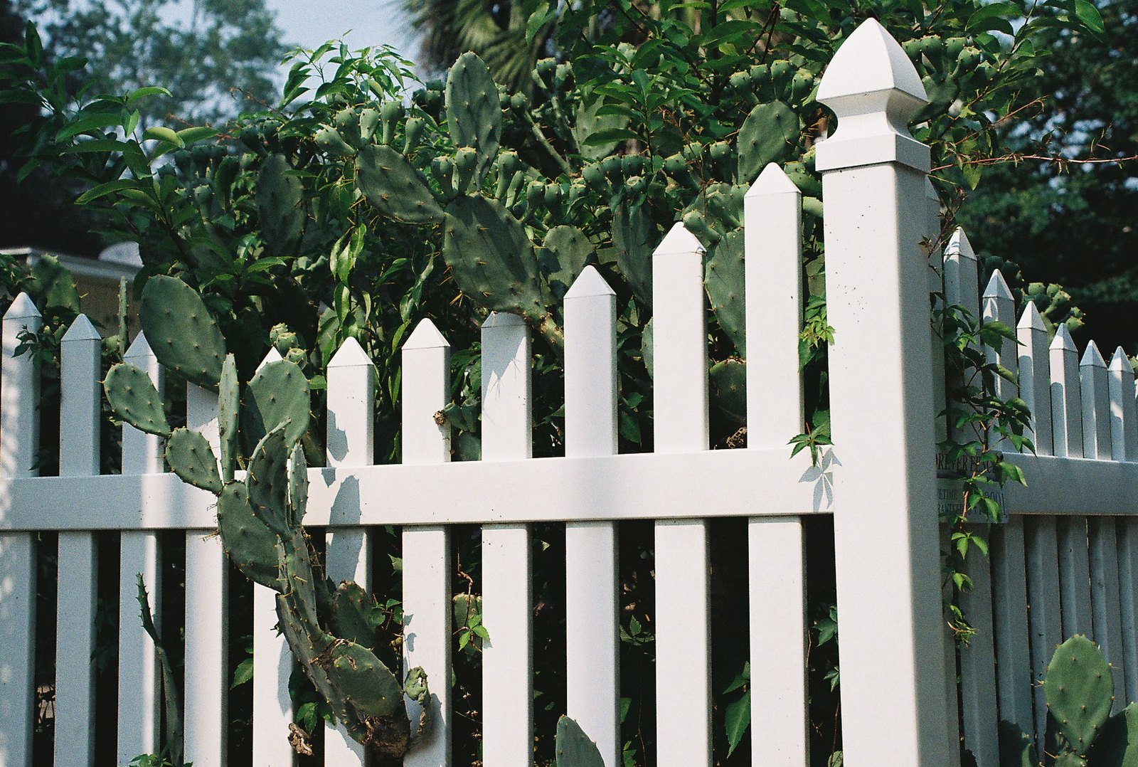 white picket fence