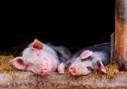 Pigs