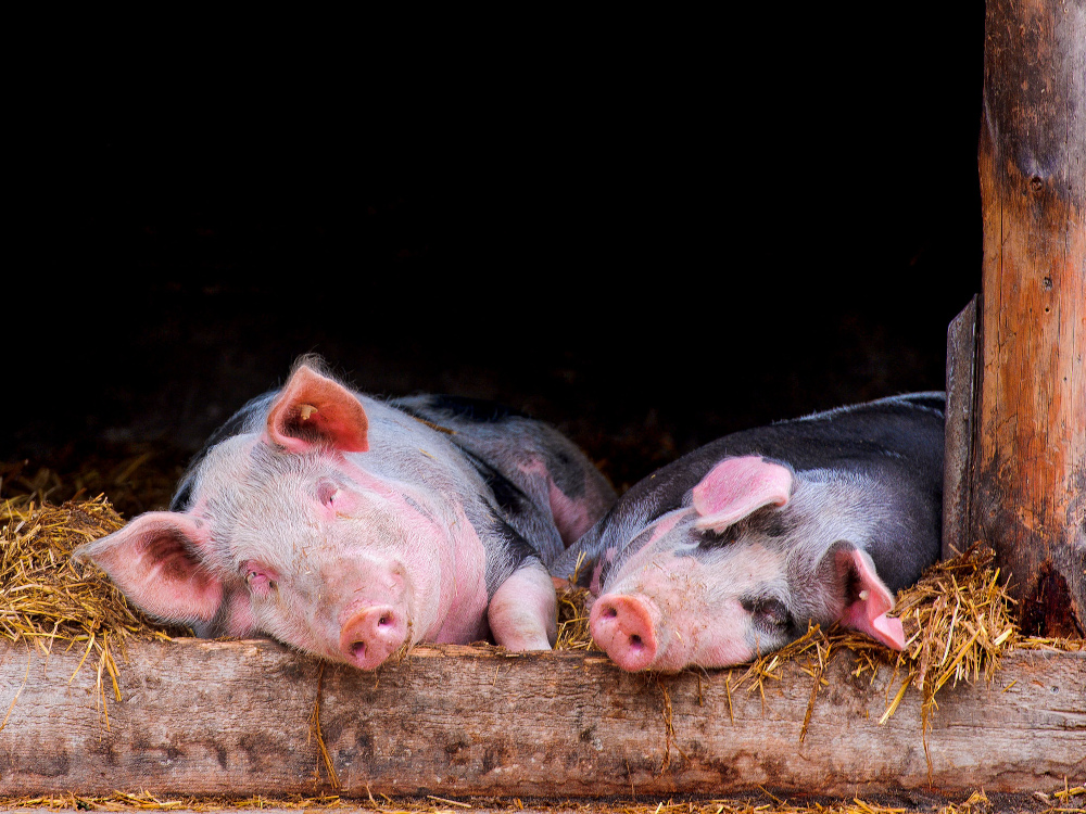 Pigs